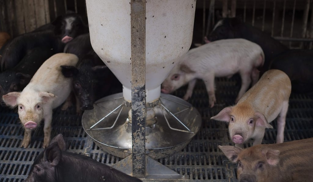 Millions of backyard pig farmers in China are being forced out of the industry as the government cracks down on pollution and encourages producers to modernise. Photo: AFP Millions of backyard pig farmers in China are being forced out of the industry as the government cracks down on pollution and encourages producers to modernise. Photo: AFP
