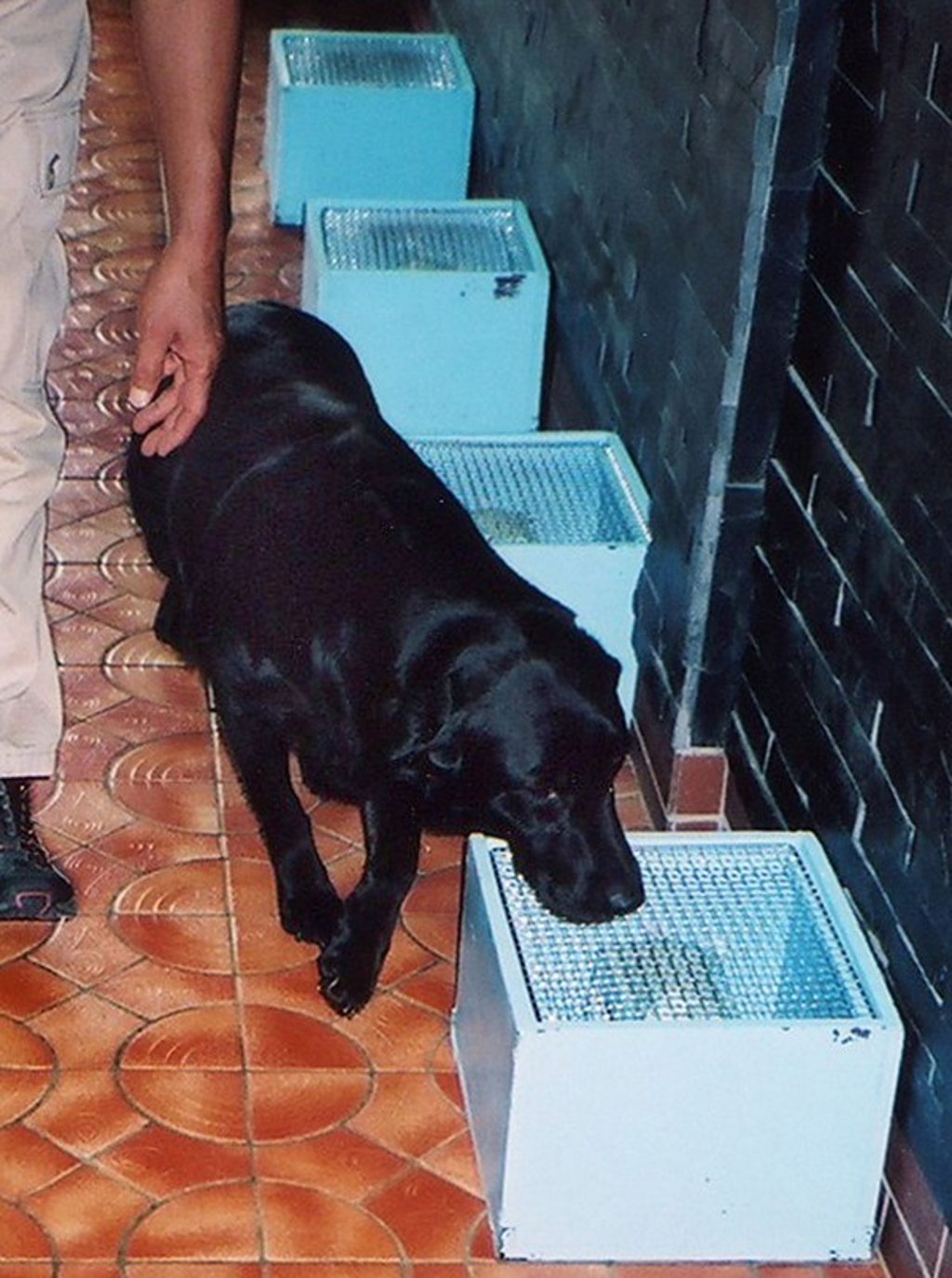 A female Labrador retriever named Marine being trained at St Sugar Cancer Sniffing Dog Training Centre in Minamiboso, Chiba Prefecture, in 2010. Photo: AFP