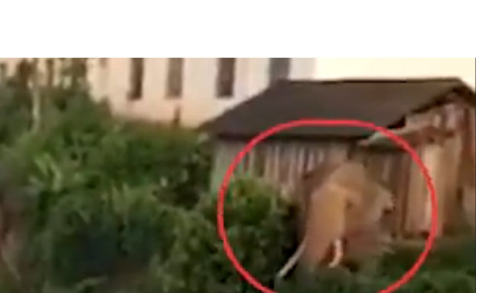 Elephants attacked two people working in a cornfield near Heishuihe village. Photo: SCMP Pictures.