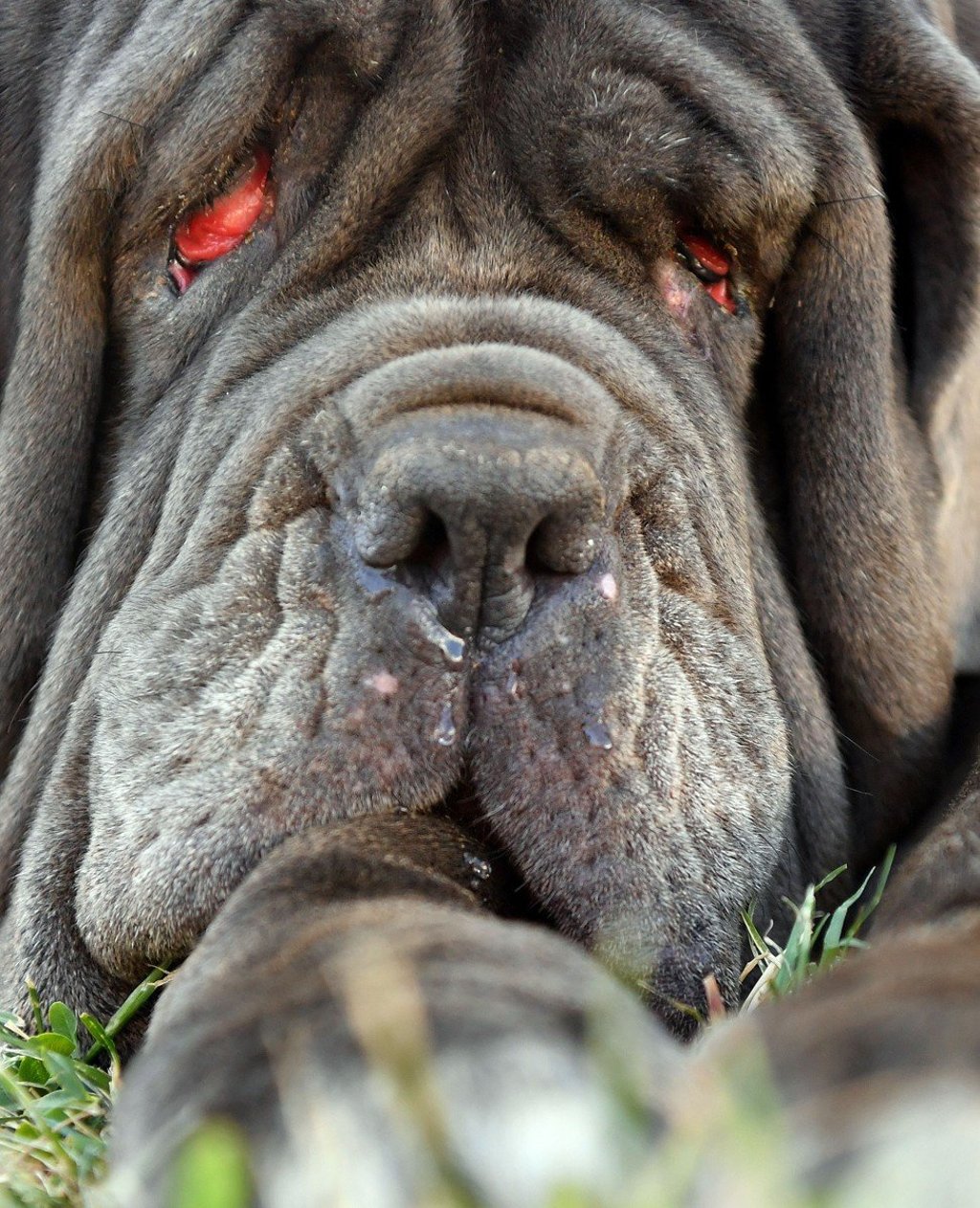 Martha, a Neapolitan Mastiff, claimed top honours. Photo: AFP Martha, a Neapolitan Mastiff, claimed top honours. Photo: AFP