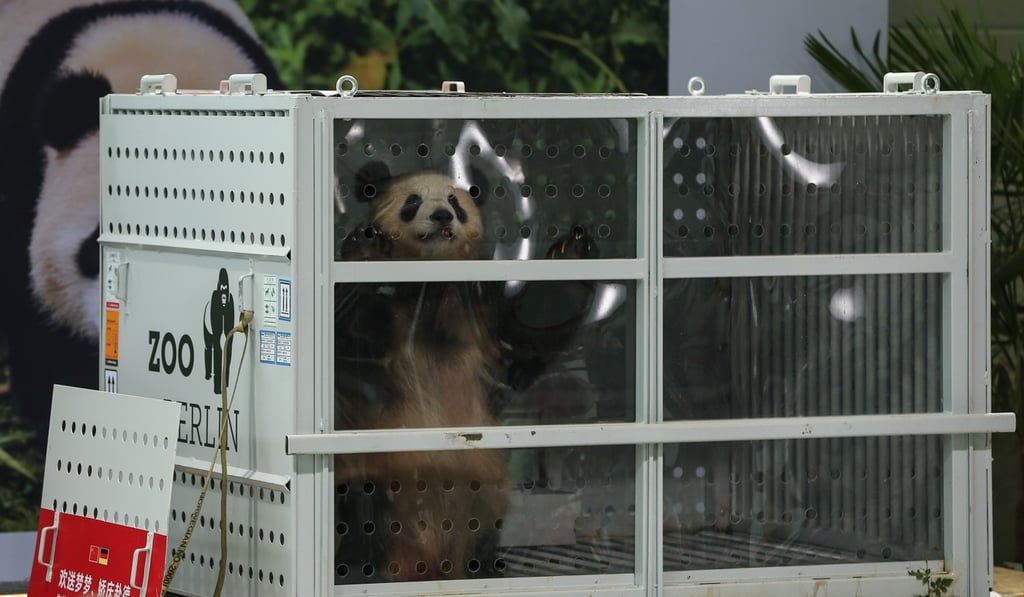 Meng Meng in her transport box in Berlin. Photo: Xinhua