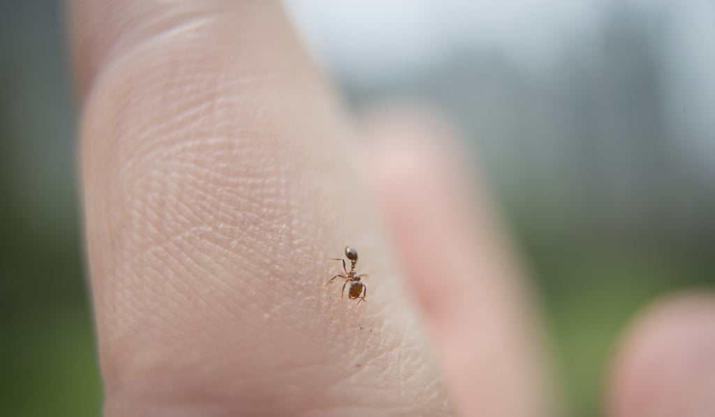 A fire ant on a human finger. Photo: Antony Dickson A fire ant on a human finger. Photo: Antony Dickson