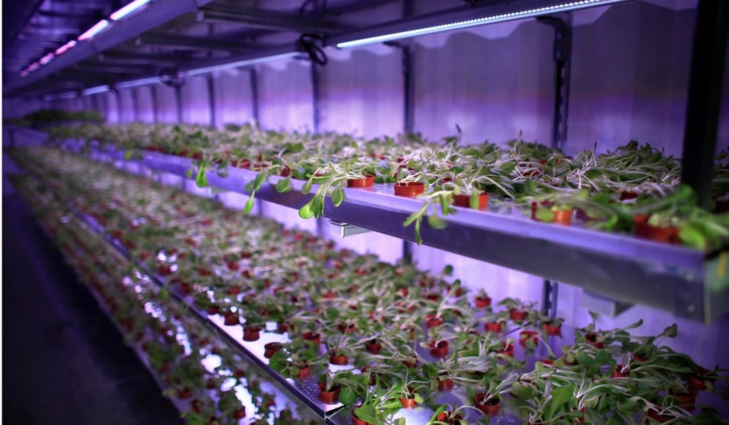 An indoor hydroponic growing system in operation at an urban farm in Singapore this month. The Singapore government sets aside 2.19 per cent of its GDP on research and development. Photo: Reuters