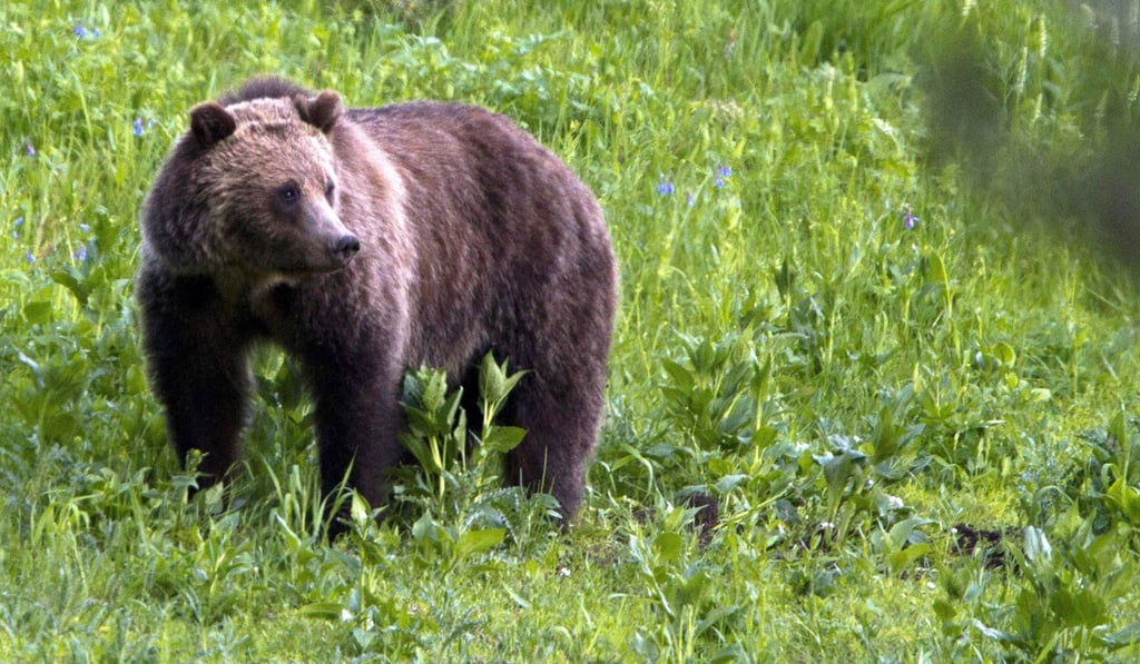A grizzly bear roaming near Beaver Lake in Yellowstone National Park, Wyo. At least three different legal challenges were launched Friday, June 30, 2017, against the US government's decision to lift protections for grizzly bears in the Yellowstone National Park area that have been in place for more than 40 years. Photo: AP A grizzly bear roaming near Beaver Lake in Yellowstone National Park, Wyo. At least three different legal challenges were launched Friday, June 30, 2017, against the US government's decision to lift protections for grizzly bears in the Yellowstone National Park area that have been in place for more than 40 years. Photo: AP
