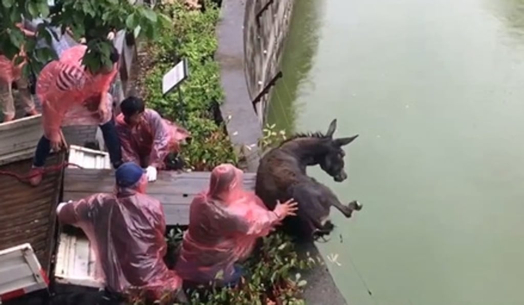A group of men pushes the terrified donkey to its death. Photo: Handout