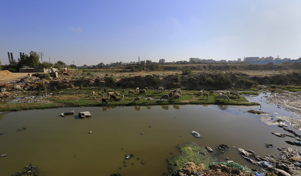 Sheep graze near a lake of sewage close to an idled power plant in the central Gaza Strip. Photo: AP