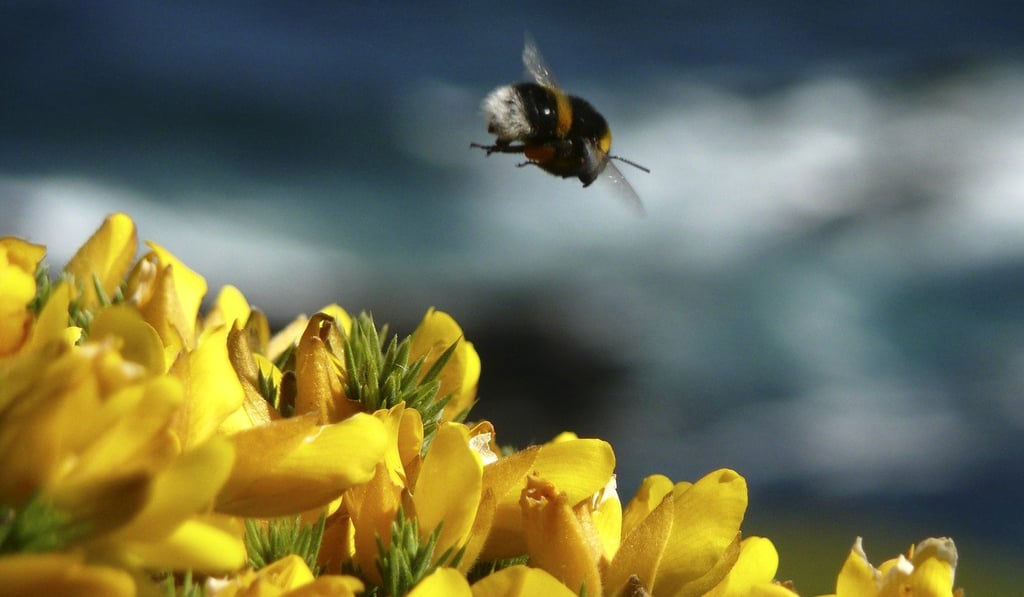 Honey bees play a critical role in pollinating much of the food we eat today, from almonds to apples. Photo: AP
