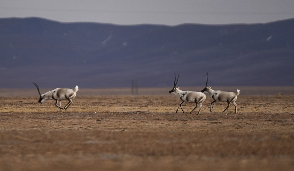 State-protected Tibetan antelopes run across grasslands in the Hoh Xil nature reserve. Photo: Xinhua