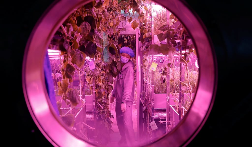 A man checks on plants inside a simulated space cabin in which he temporarily lives with others as a part of the Lunar Palace-1 project in Beijing. Photo: Reuters
