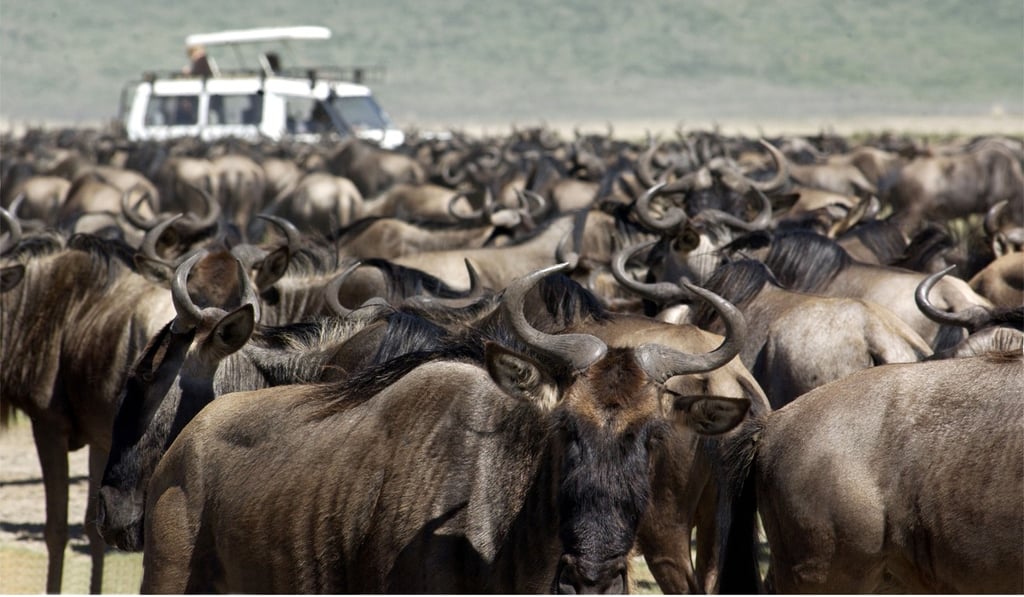 The wildebeest migration, in Kenya. Picture: Alamy The wildebeest migration, in Kenya. Picture: Alamy