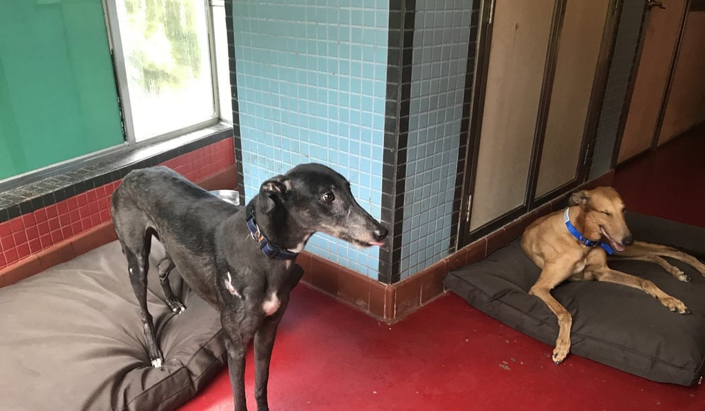 Greyhounds Magic and Honour, former racing dogs in Macau who will be adopted in September by leaders of animal rights groups in England and France. Photo: Handout