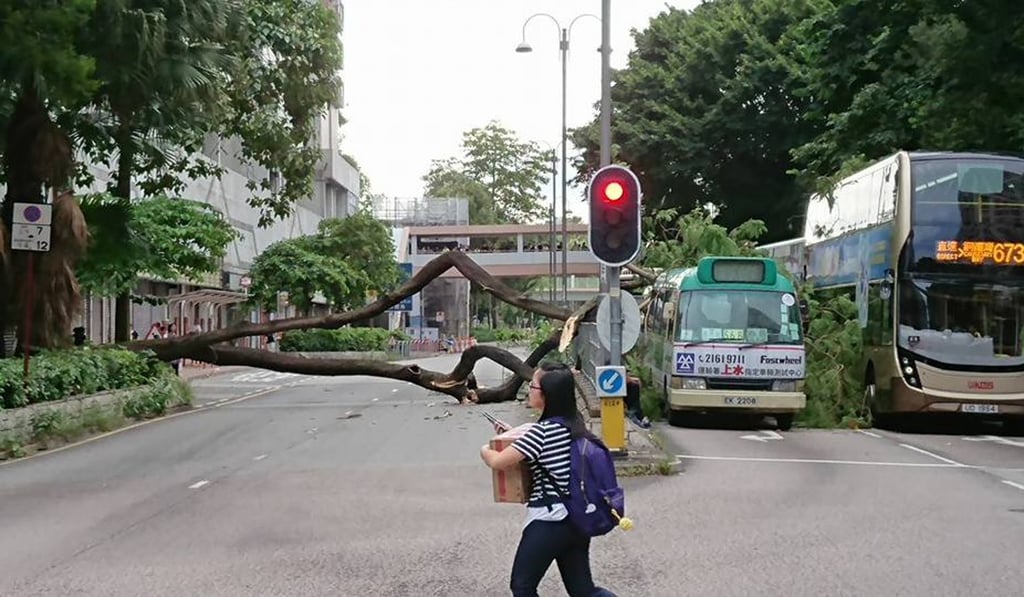 The falling tree brings traffic to a halt in San Wan Road. Photo: Handout