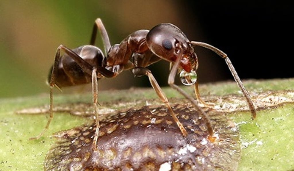 The Argentine ant is the latest invasive species ringing alarm bells in Britain. Photo: Center for Invasive Species Researc