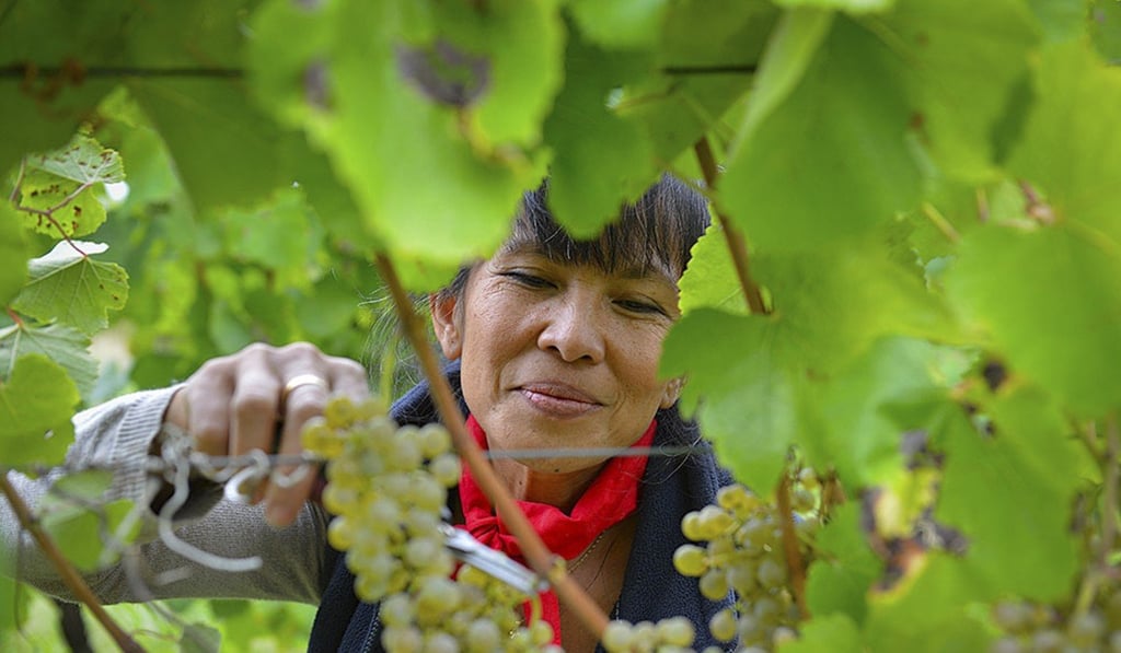 Sakorn-Sériés collects grapes in the vineyards of Chateau de Cabidos. Photo: Chateau de Cabidos