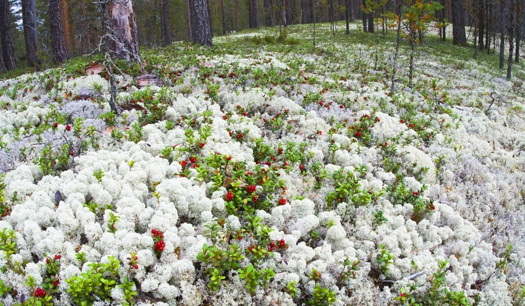 Reindeer moss in a forest in Northern Finland on the Island of Hailuoto. Photo : Polarmoss