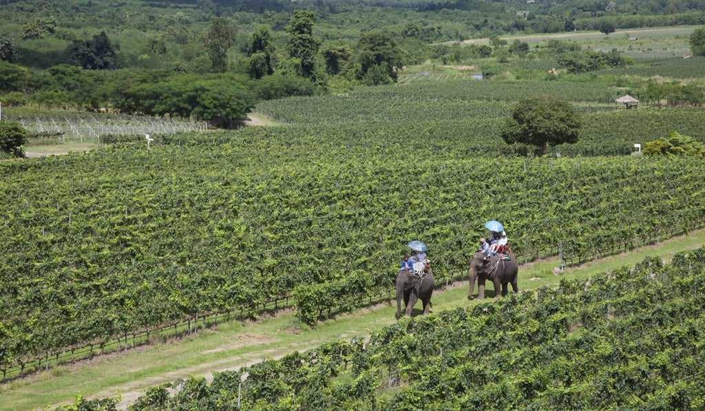 Visitors riding elephants on a tour around Hua Hin Hills Vineyard in Thailand. Photo: Alamy