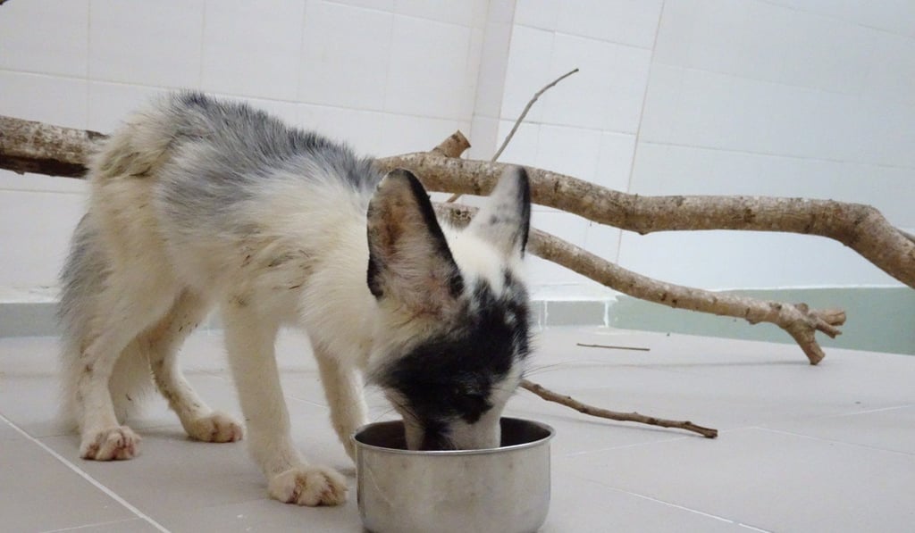 The fox was transferred to Ocean Park two weeks ago. Photo: Ocean Park