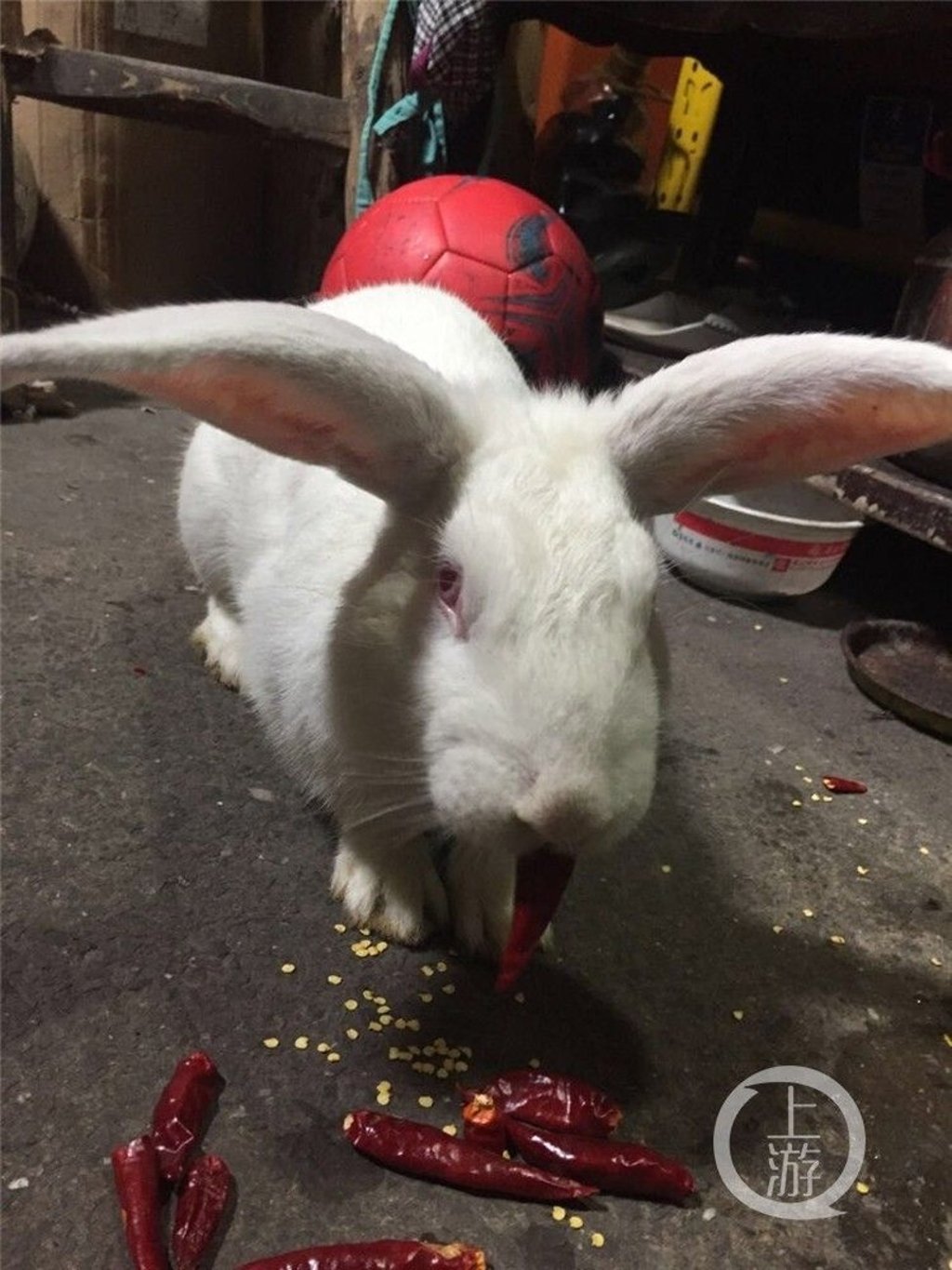 The rabbit’s penchant for spicy flavours emerged after it started eating chillis that had been dropped on the floor by accident. Photo: Handout