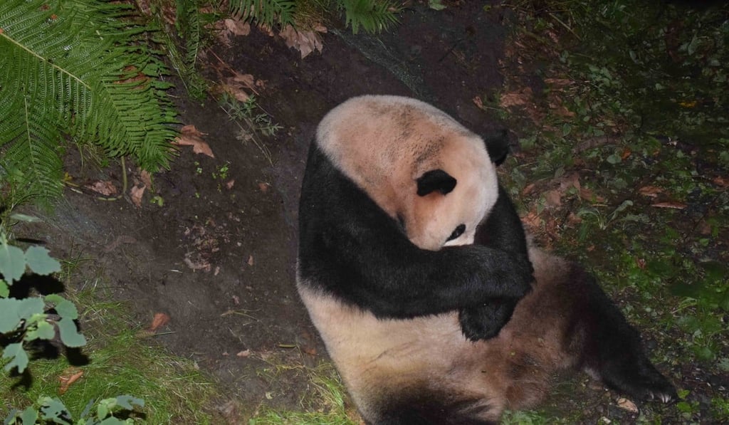 Giant panda Caocao, the mother of the newborn cub, on Monday. Photo: Xinhua