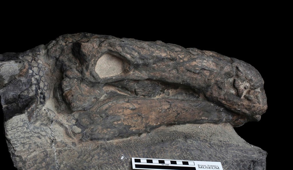 The head of Borealopelta markmitchelli on view at the Royal Tyrrell Museum of Palaeontology in Drumheller, Canada. Photo: AFP