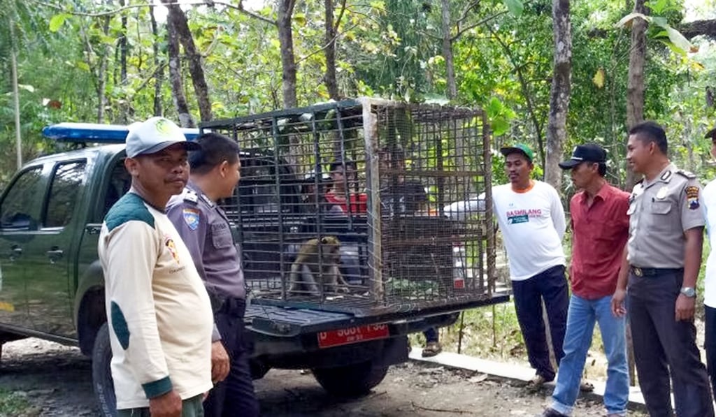 Indonesian forestry officials with a monkey caught in Boyolali. Photo: AFP