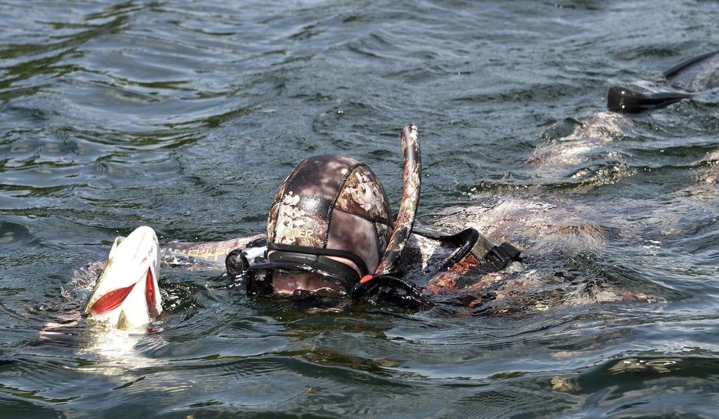 Russian President Vladimir Putin hunts fish underwater. Photo: AFP Russian President Vladimir Putin hunts fish underwater. Photo: AFP