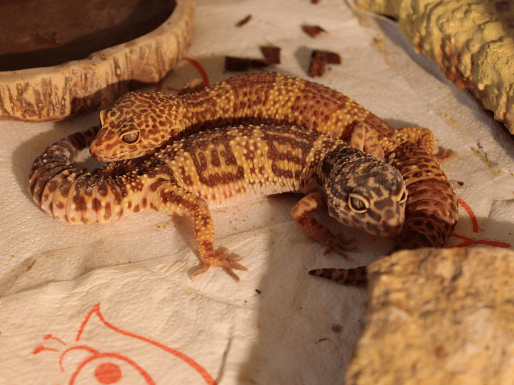 This is what Eublepharis macularius — or Leopard geckos — look like. According to the suit, two of these were sealed in Toubbeh's 24-ounce can of beer. Photo: Wikimedia