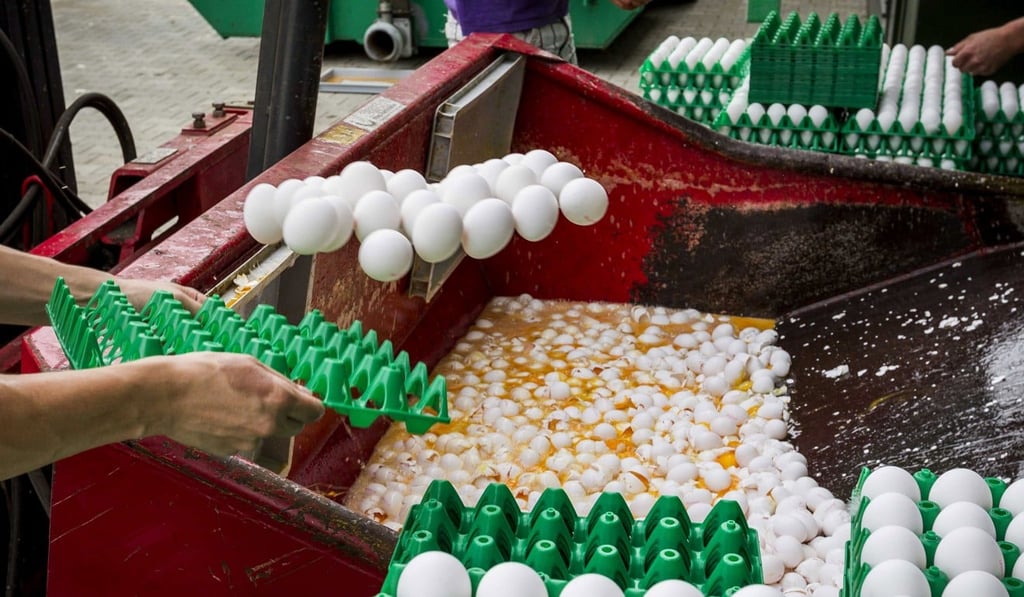 Eggs being destroyed at a poultry farm in Onstwedde, the Netherlandsafter it was discovered they contain toxic levels of the pesticide Fipronil. Photo: EPA Eggs being destroyed at a poultry farm in Onstwedde, the Netherlandsafter it was discovered they contain toxic levels of the pesticide Fipronil. Photo: EPA