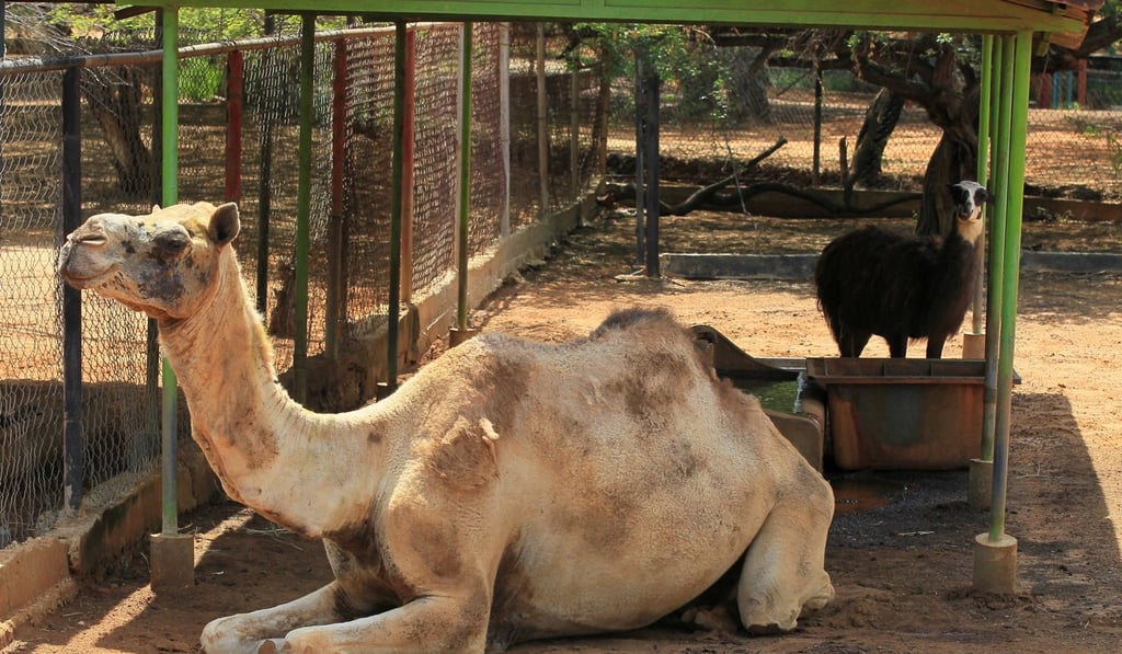 A camel and a llama are seen at the Zulia's Metropolitan Zoological Park in Maracaibo, Venezuela. Photo: Reuters