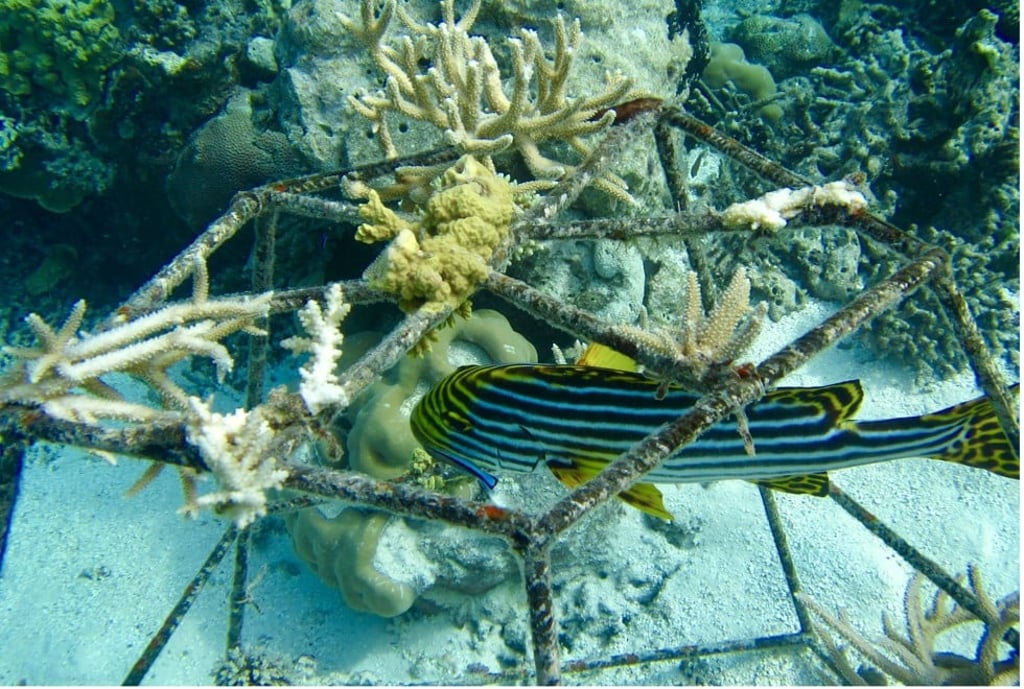 Hotel guests can participate in the coral planting programme to regenerate reefs surrounding Konotta Island.