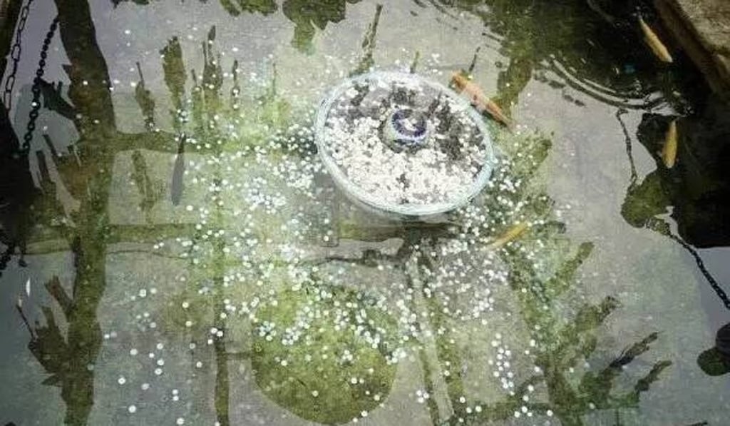 Lucky coins at the bottom the pond. Photo: Handout