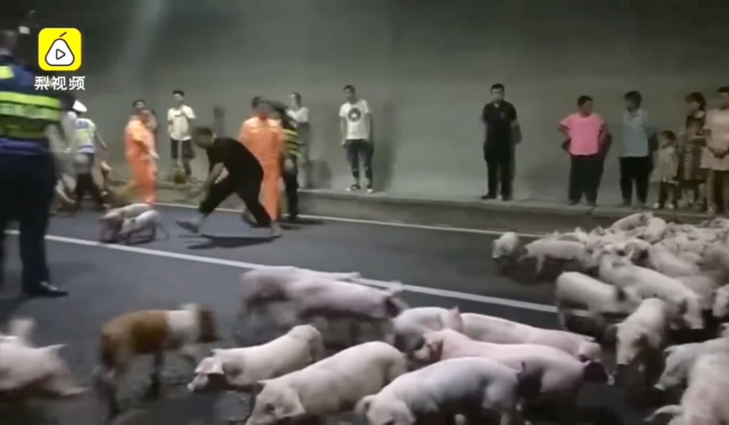 Police had to chase after the escaped piglets and round them up. Photo: Handout Police had to chase after the escaped piglets and round them up. Photo: Handout