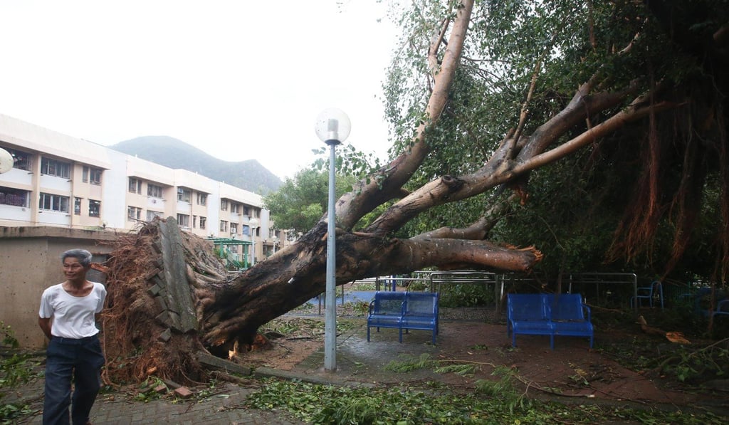Trees were down across the area. Photo: K.Y. Cheng