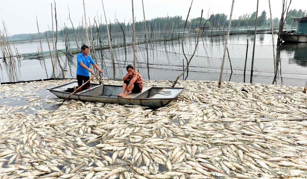 Hundreds of dead fish float on Tuo Lake in Anhui province in this file photo. China spent US$100 billion in the first half of the year trying to clean its polluted waterways. Photo: Xinhua