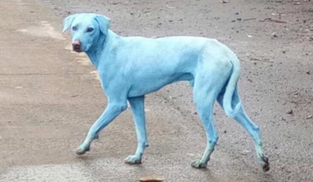 Got the blues: Mumbai dog. Photo: Internet