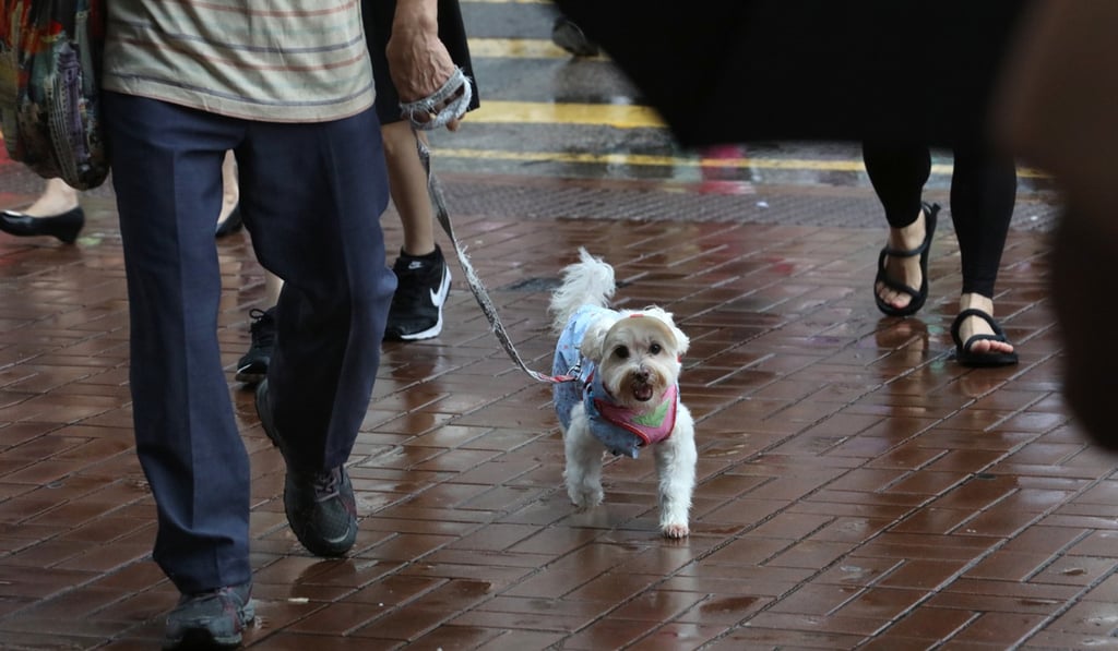 A rainy day in Tai Wai, Sha Tin. Photo: Felix Wong