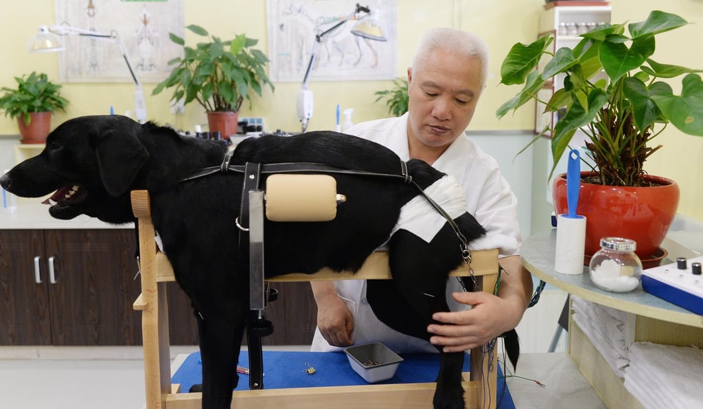 Many dogs suffer from back injuries or spinal deterioration that can render them unable to walk. Photo: EPA