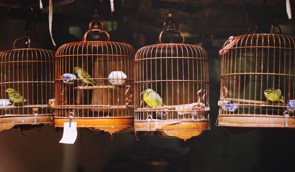 A birdcage can be yours for as little as HK$500 in Mong Kok.