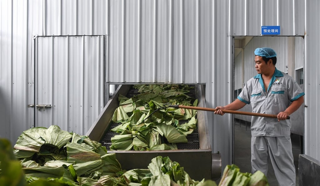 A worker prepares lotus leaves to make tea at the Hebei Pearl Baiyangdian Lake Agricultural and Sideline Products Technology Company in Anxin County, Hebei Province on September 1. The lake, one of the largest freshwater wetlands in north China, is rich in lotus leaf resources, and the production of lotus leaf tea has become a new profit source for local farmers. Photo: Xinhua