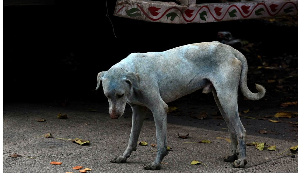 A stray dog with a light blue hue is seen on a street near the Kasadi River in the Taloja industrial zone in Mumbai on August 17, where a factory accused of dumping dye into an Indian river has been shut down. Photo: AFP A stray dog with a light blue hue is seen on a street near the Kasadi River in the Taloja industrial zone in Mumbai on August 17, where a factory accused of dumping dye into an Indian river has been shut down. Photo: AFP