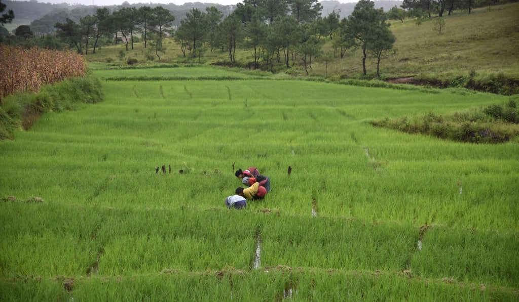 Indian women work in a rice field near Jowai town, in Meghalaya state, last year. In India, some 10 per cent of the land used for growing rice is prone to flooding. Photo: AFP