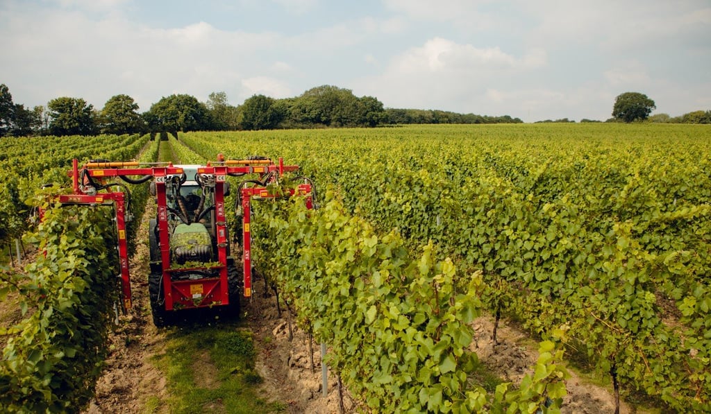 Gusbourne Estate's vineyards. Gusbourne Estate's vineyards.