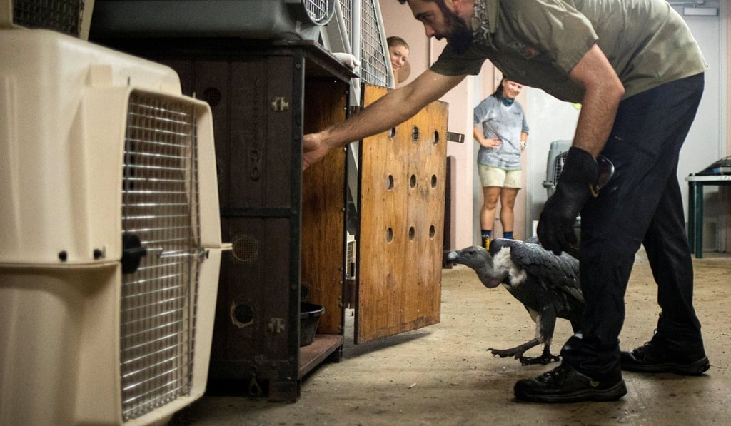 A keeper guides the Indian White-rumped vulture into a shelter ahead of Hurricane Irma. Photo: Reuters