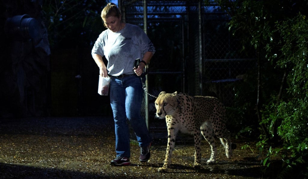 Senior keeper Jennifer Nelson walks a cheetah to a shelter. Photo: Reuters