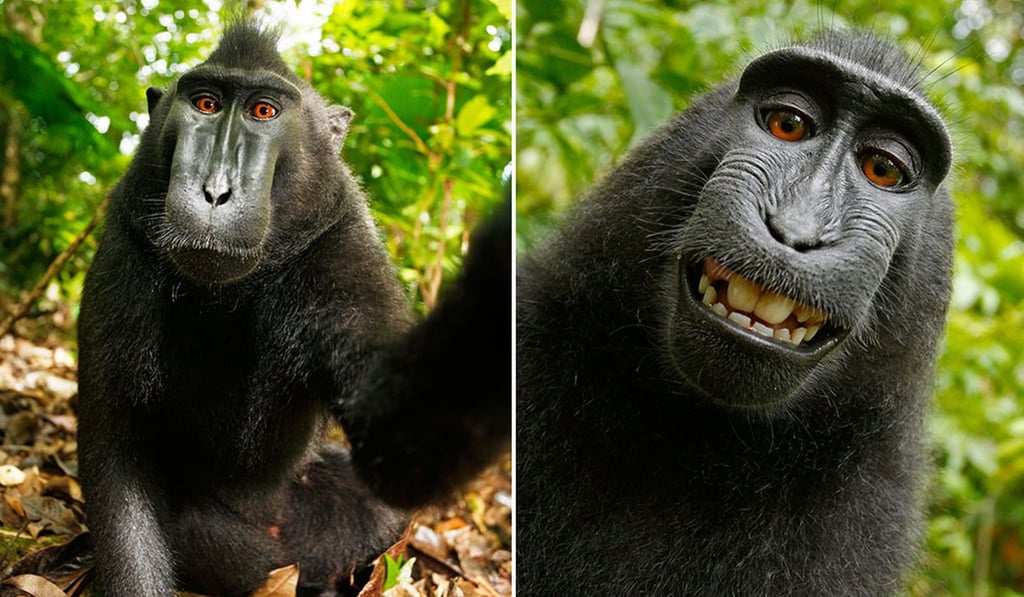 Two of the selfies taken by crested macaque Naruto using David Slater’s camera. Photo: David Slater / Naruto.