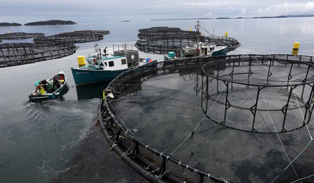 Workers position their boats at a Cooke Aquaculture salmon farm near Blacks Harbour, New Brunswick, Canada. Photo: AP