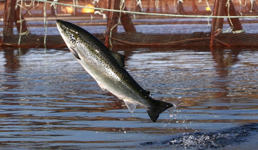 An Atlantic salmon leaps in a Cooke Aquaculture farm pen near Eastport, Maine. Photo: AP