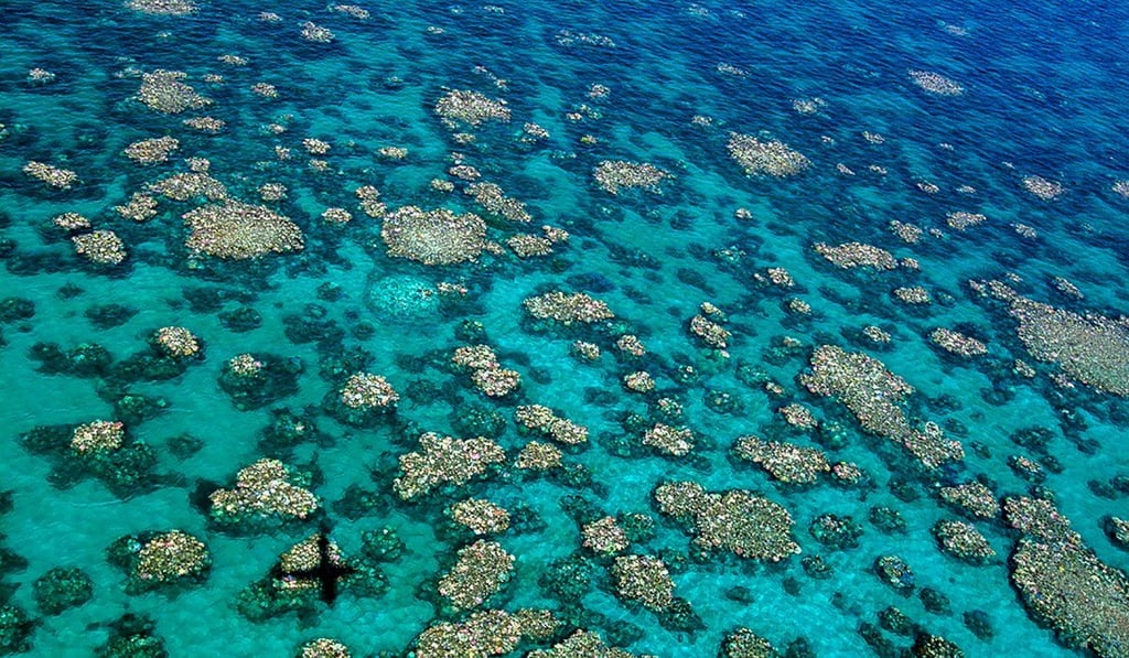 Coral has been bleached for two consecutive years at the Great Barrier Reef by warming sea temperatures. Photo: AFP