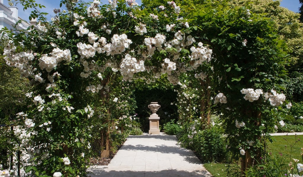 A delicate pergola carrying clematis and roses at a Notting Hill residence. Photo: Handout A delicate pergola carrying clematis and roses at a Notting Hill residence. Photo: Handout