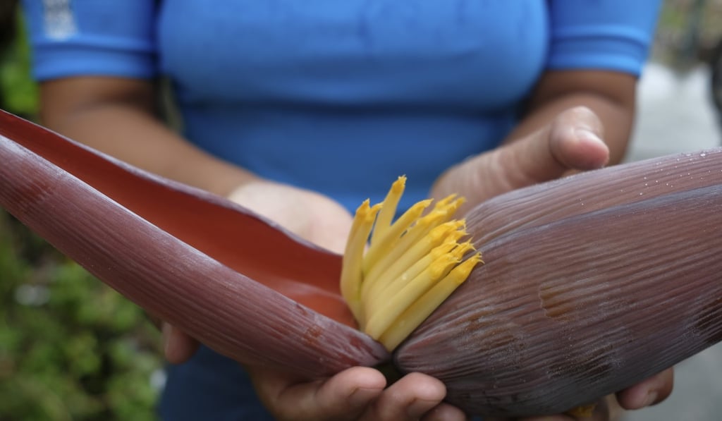 Huang finds a banana blossom on Lantau. Photo: James Wendlinger